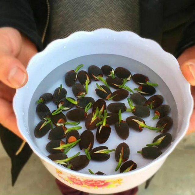 Hạt Giống Hoa Sen Lớn Đài To Bông Nở Lâu Tàn (Sen Ta)