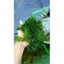 rong đuôi chồn thủy sinh 2 nhánh tặng 1