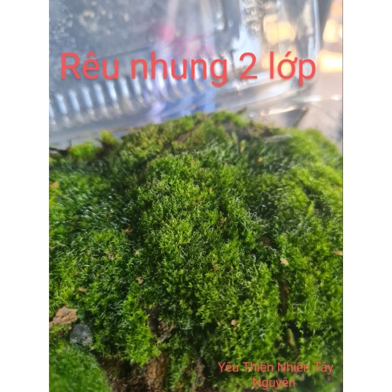 Rêu terrarium, bán cạn, tiểu cảnh..(có loại độc quyền) | Shopee Việt Nam