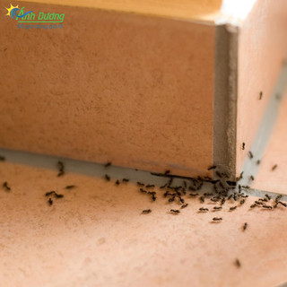 Thuốc diệt kiến gián tận gốc - An toàn và nhanh chóng