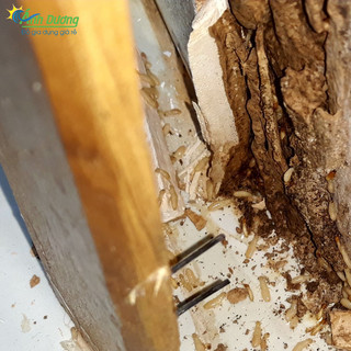 Thuốc diệt kiến gián tận gốc - An toàn và nhanh chóng