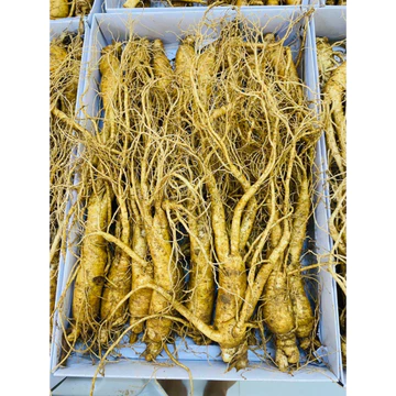Sâm Hầm Gà Tươi Size 18 đến 22 Củ 1kg - Nhân Sâm Tươi Chuẩn Hàn Quốc