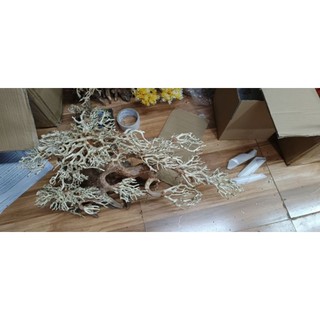 Cây gỗ lũa Bonsai dành cho bể cá thủy sinh ( phần tán cây xương dùng để cấy rêu. Cây " Mẫu Tử"