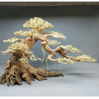 Cây gỗ lũa Bonsai dành cho bể cá thủy sinh ( phần tán cây xương dùng để cấy rêu. Cây " Mẫu Tử"