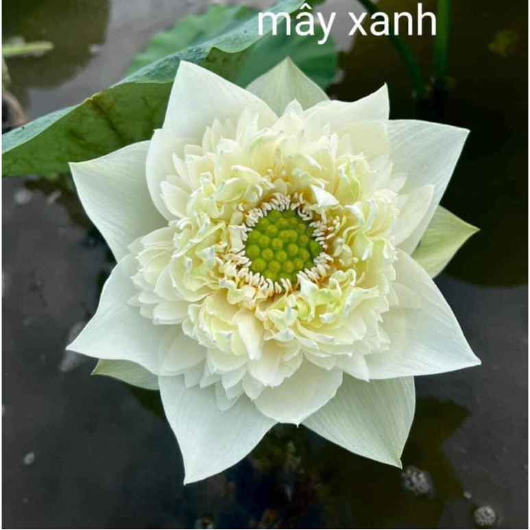 Sen Mây Xanh- Green Cloud - củ giống - hạt giống F1