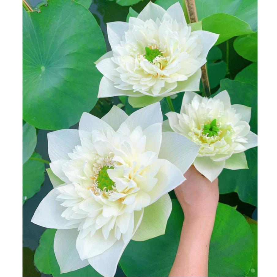 Sen Mây Xanh- Green Cloud - củ giống - hạt giống F1