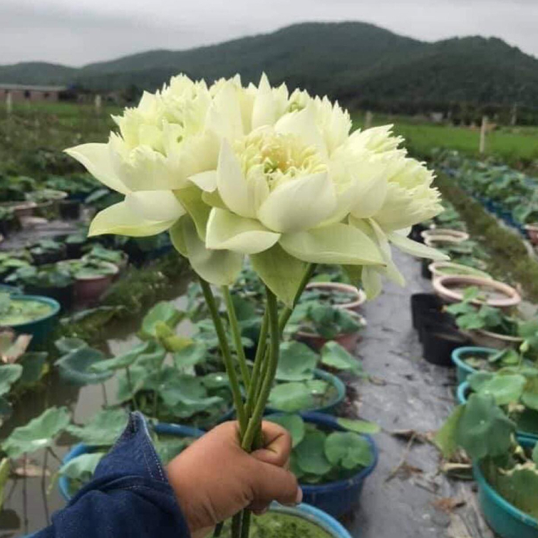 Sen Mây Xanh- Green Cloud - củ giống - hạt giống F1