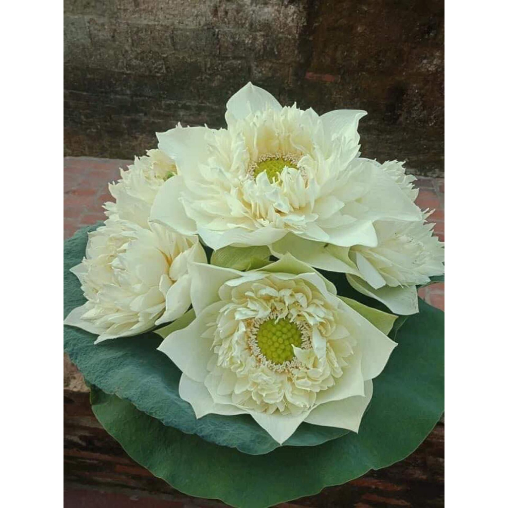 Sen Mây Xanh- Green Cloud - củ giống - hạt giống F1