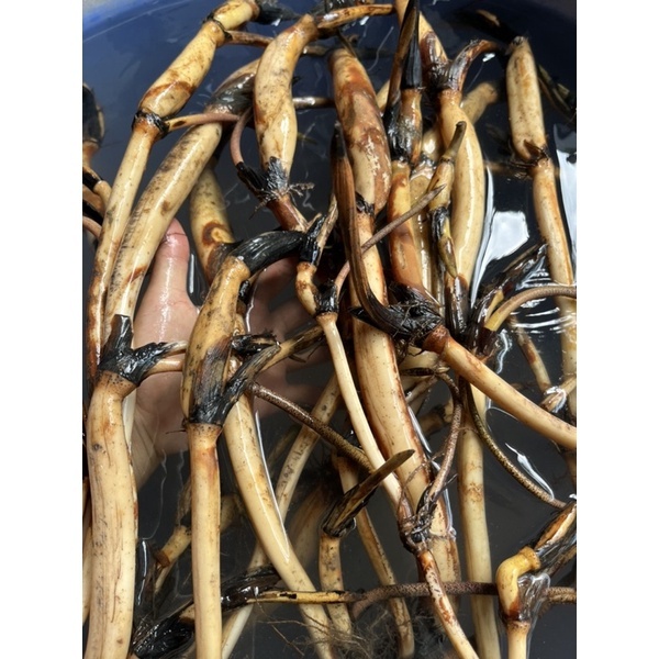 Bùn Khô Trồng Hoa Sen Súng, Gói 200gr, Phù Hợp Cây Thuỷ Sinh