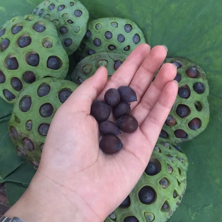 Bùn Khô Trồng Hoa Sen Súng, Gói 200gr, Phù Hợp Cây Thuỷ Sinh