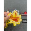 patch vải ủi nhiệt thêu hình thời trang bộ Ds2 chiếc lá