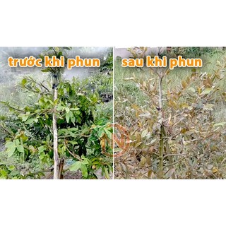 Chất Gây Rụng Lá Mai Đại Học Cần Thơ Gói 180g - Xịt Rụng Lá Mai không Ảnh Hưởng Đến Bông