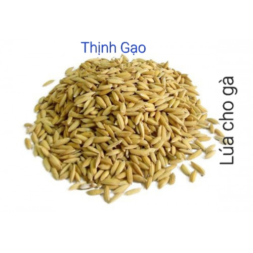 Thức ăn cho gà, chim - Lúa - Cám - Ngũ cốc | Shopee Việt Nam