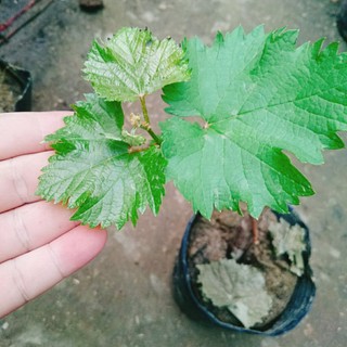 Cây Nho Kyoho Đen Nhật Bản - cây ghép nhanh cho trái, cây leo giàn có thể trồng chậu