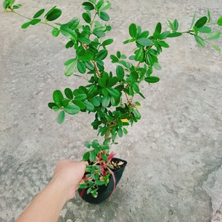 Cây linh sam màu hồng phấn, cây không kén đất, hoa quanh năm, cây cao 30-50cm