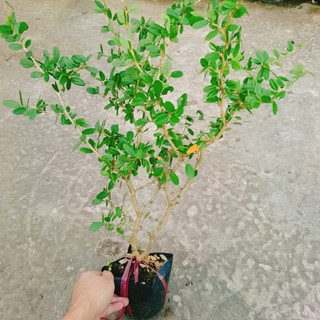 Cây linh sam màu hồng phấn, cây không kén đất, hoa quanh năm, cây cao 30-50cm