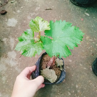 Cây Nho Kyoho Đen Nhật Bản - cây ghép nhanh cho trái, cây leo giàn có thể trồng chậu