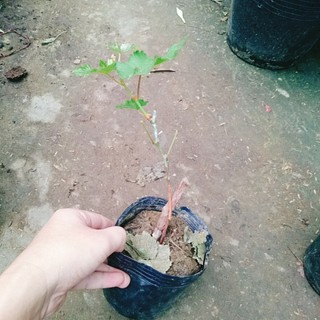 Cây Nho Kyoho Đen Nhật Bản - cây ghép nhanh cho trái, cây leo giàn có thể trồng chậu