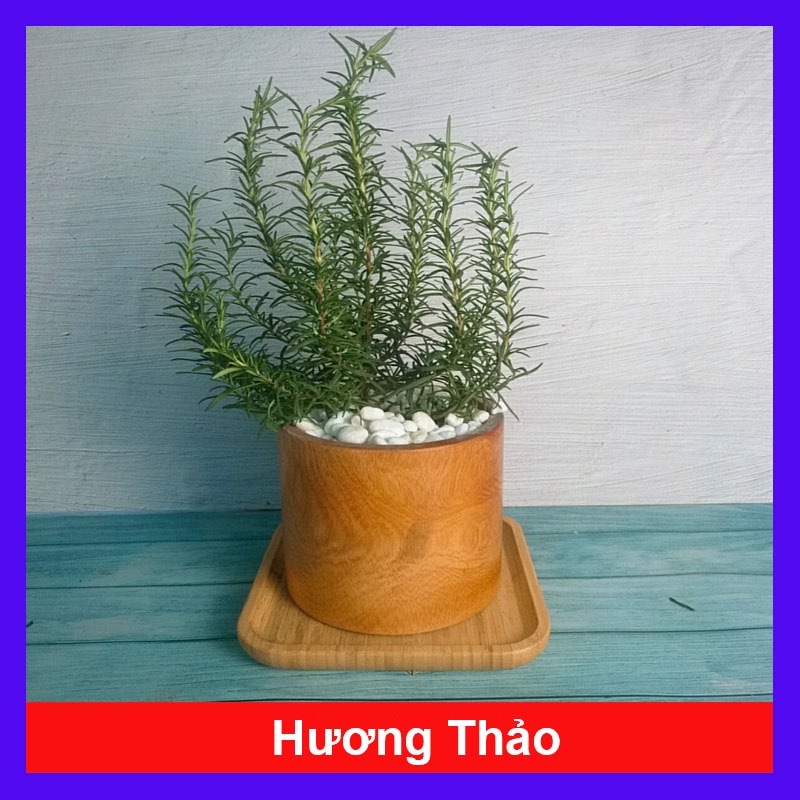 Cây hương thảo - rosemary - cây tỏa hương thơm dịu nhẹ, vừa đuổi muỗi lại giúp thư giãn