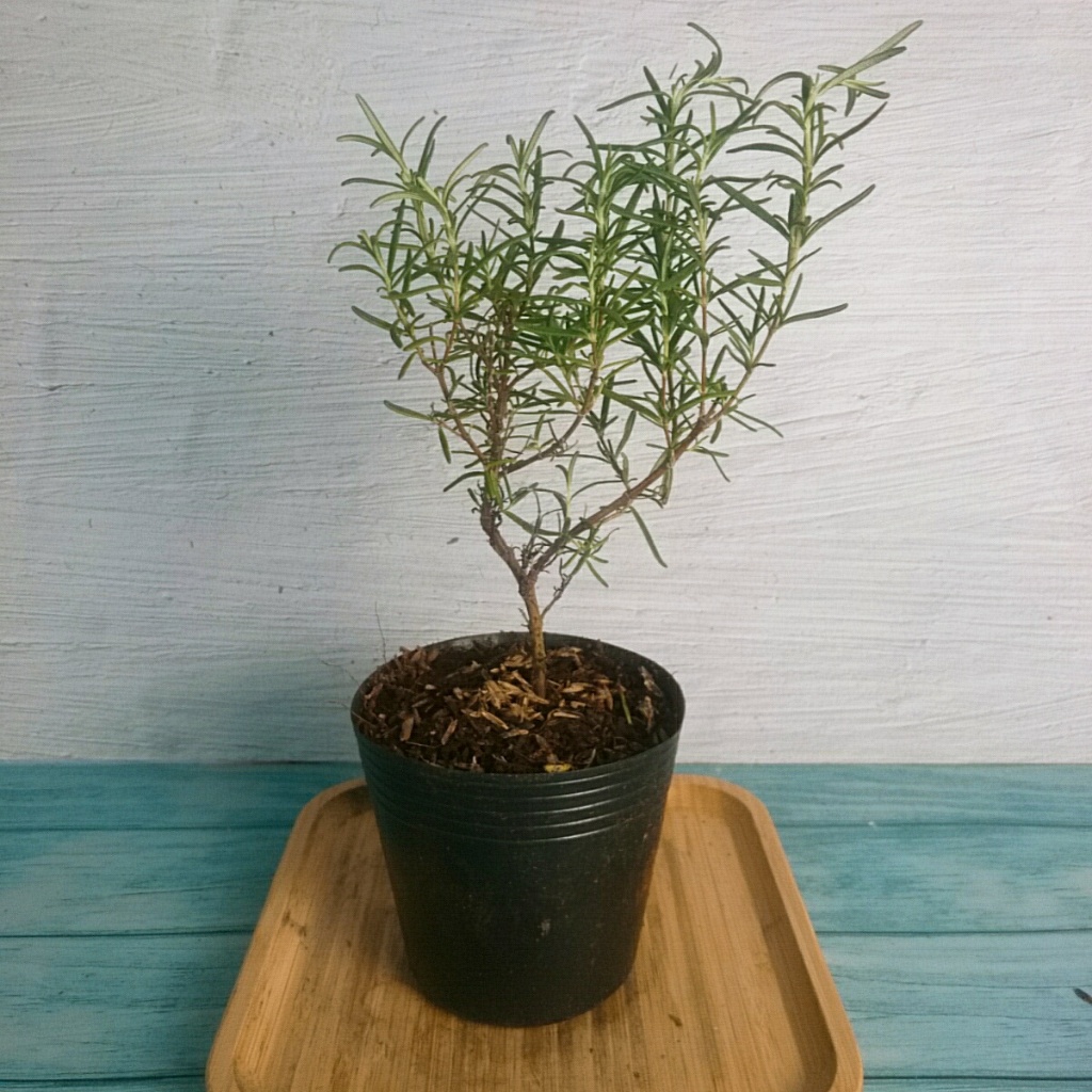 Cây Hương Thảo (Mini) - Rosemary - cây cảnh để bàn cây tỏa hương thơm dịu giúp thư giãn giảm stress