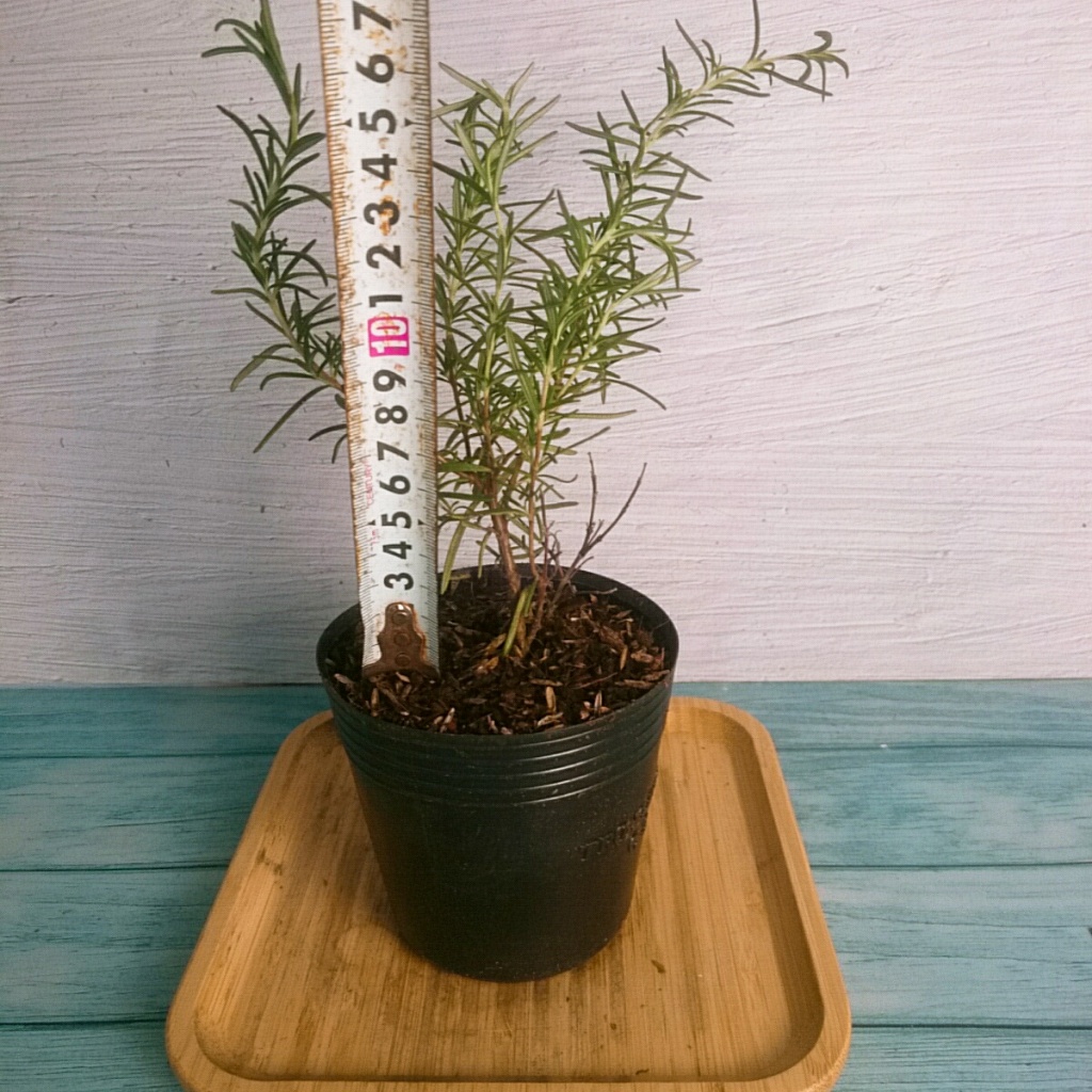 Cây Hương Thảo (Mini) - Rosemary - cây cảnh để bàn cây tỏa hương thơm dịu giúp thư giãn giảm stress