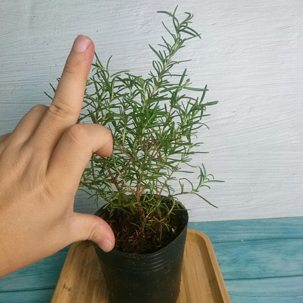 Cây Hương Thảo (Mini) - Rosemary - cây cảnh để bàn cây tỏa hương thơm dịu giúp thư giãn giảm stress