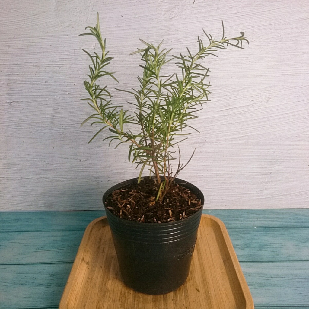 Cây Hương Thảo (Mini) - Rosemary - cây cảnh để bàn cây tỏa hương thơm dịu giúp thư giãn giảm stress
