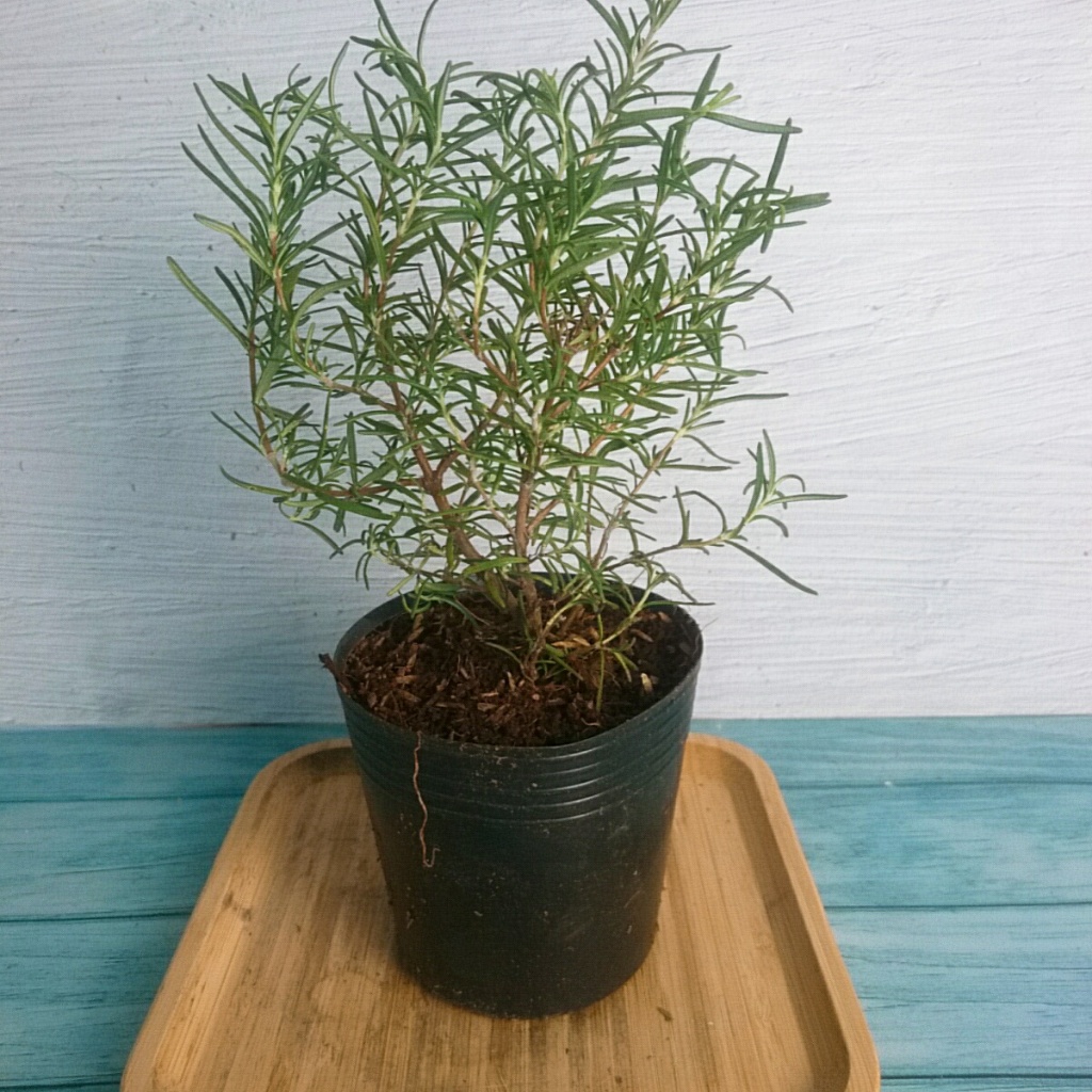 Cây Hương Thảo (Mini) - Rosemary - cây cảnh để bàn cây tỏa hương thơm dịu giúp thư giãn giảm stress
