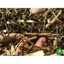Cây Đuôi Chuột Khô (1KG) Cam kết hàng sạch đẹp