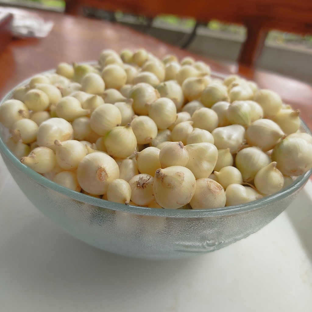 Hành tăm ( Củ Nén ) Nghệ An đạt chứng nhận ocop về chất lượng | Shopee ...