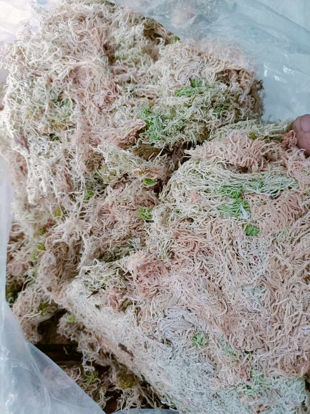 100g dớn trắng, dớn mềm, rêu xanh sạch thích hợp trồng cây tổ rồng, cây ...