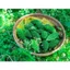 Khổ Qua rừng (mướp đắng) sấy khô loại thượng hạng
