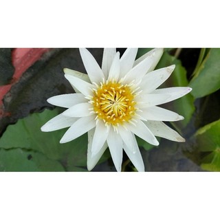 cây súng thái thủy sinh