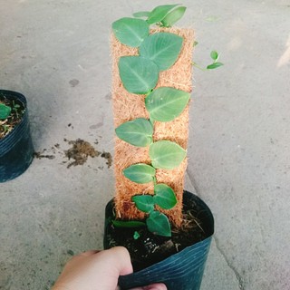 Cây tắc kè thái (cây đã leo giá thể như hình) - cây cảnh sân vườn