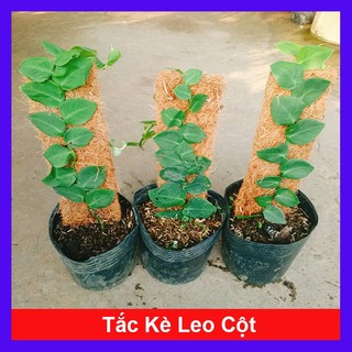 Cây tắc kè thái (cây đã leo giá thể như hình) - cây cảnh sân vườn