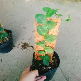 Cây tắc kè thái (cây đã leo giá thể như hình) - cây cảnh sân vườn