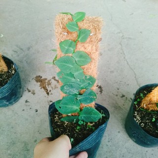 Cây tắc kè thái (cây đã leo giá thể như hình) - cây cảnh sân vườn