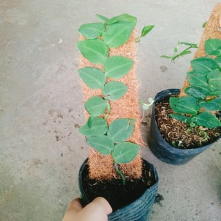 Cây tắc kè thái (cây đã leo giá thể như hình) - cây cảnh sân vườn