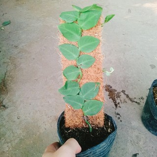 Cây tắc kè thái (cây đã leo giá thể như hình) - cây cảnh sân vườn