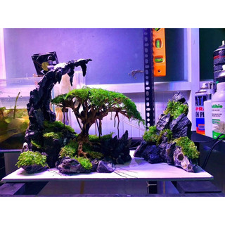Rêu Java 1 hộp 2 vỉ || Rêu Gắn Bonsai, gắn layout thuỷ sinh, bể cá cảnh