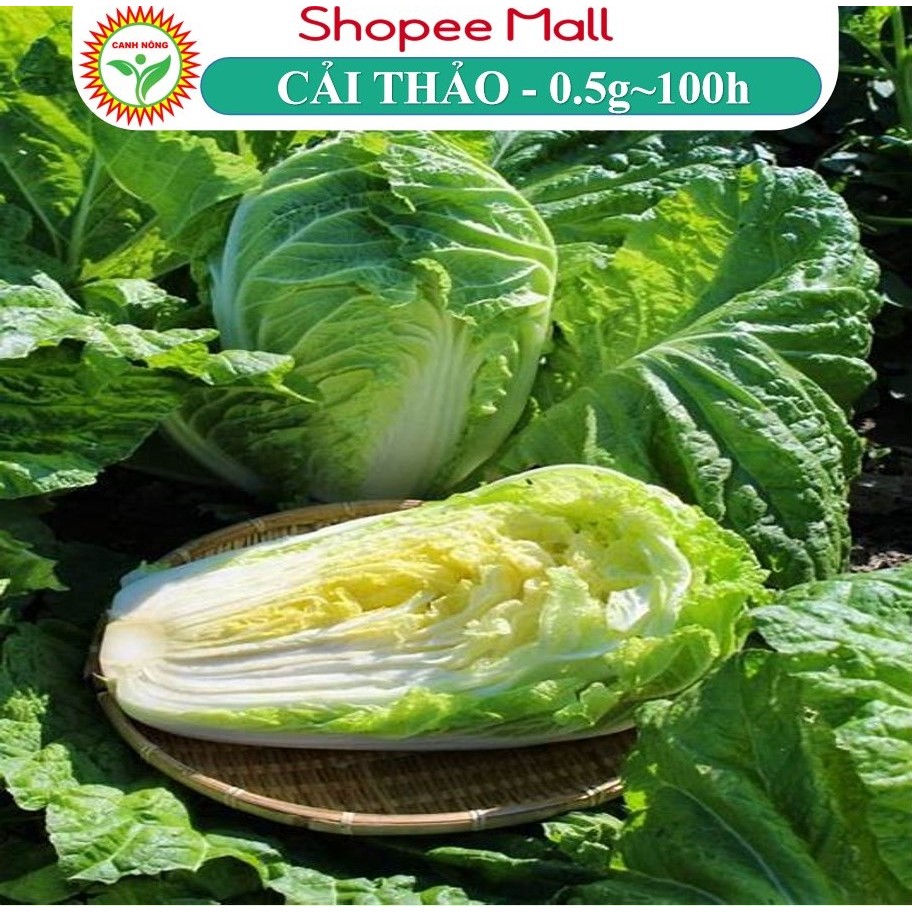 Hạt giống Cải Thảo bắp to, trồng quanh năm, dễ chăm sóc (gói 0.5 gr ~100 hạt)