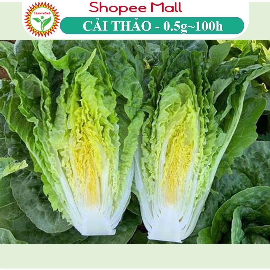 Hạt giống Cải Thảo bắp to, trồng quanh năm, dễ chăm sóc (gói 0.5 gr ~100 hạt)