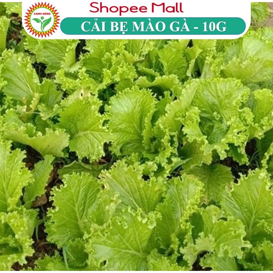 Hạt Giống Cải Bẹ Mào Gà Cao Sản 10Gr Sinh Trưởng Nhanh, Chống Chịu Tốt - Shop hạt giống CANH NÔNG