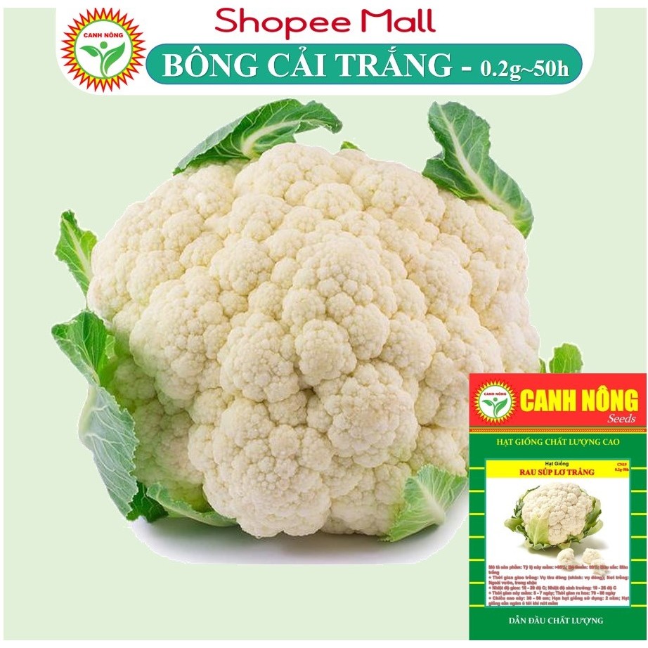 Hạt giống Bông Cải Trắng Lai F1 (Súp lơ trắng) trồng quanh năm, ít sâu bệnh - Hạt giống CANH NÔNG
