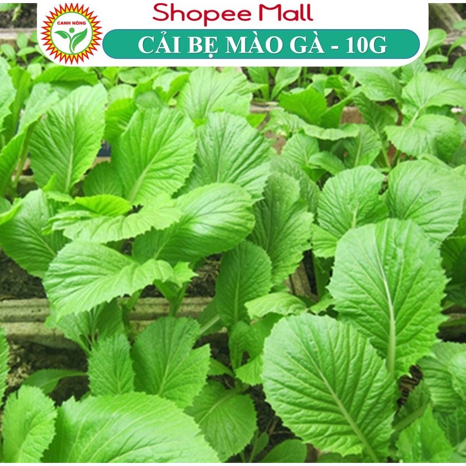 Hạt Giống Cải Bẹ Mào Gà Cao Sản 10Gr Sinh Trưởng Nhanh, Chống Chịu Tốt - Shop hạt giống CANH NÔNG
