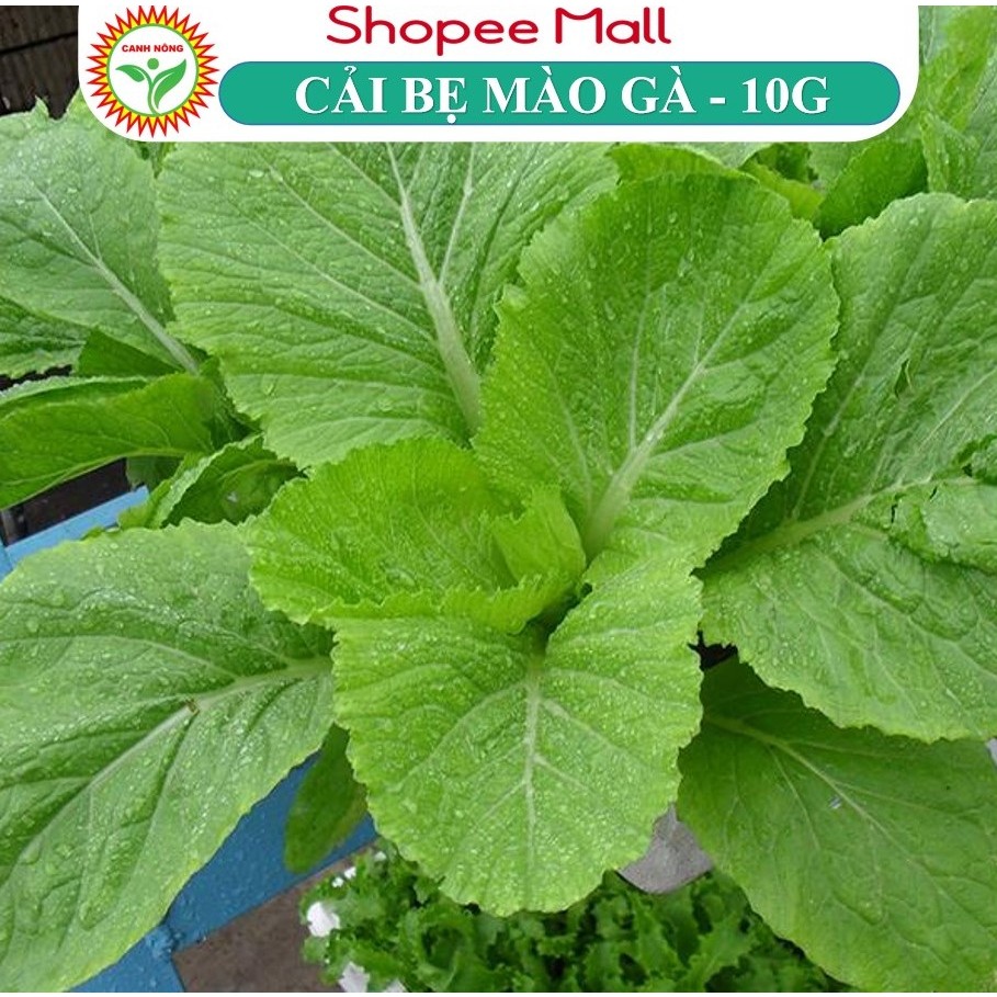 Hạt Giống Cải Bẹ Mào Gà Cao Sản 10Gr Sinh Trưởng Nhanh, Chống Chịu Tốt - Shop hạt giống CANH NÔNG