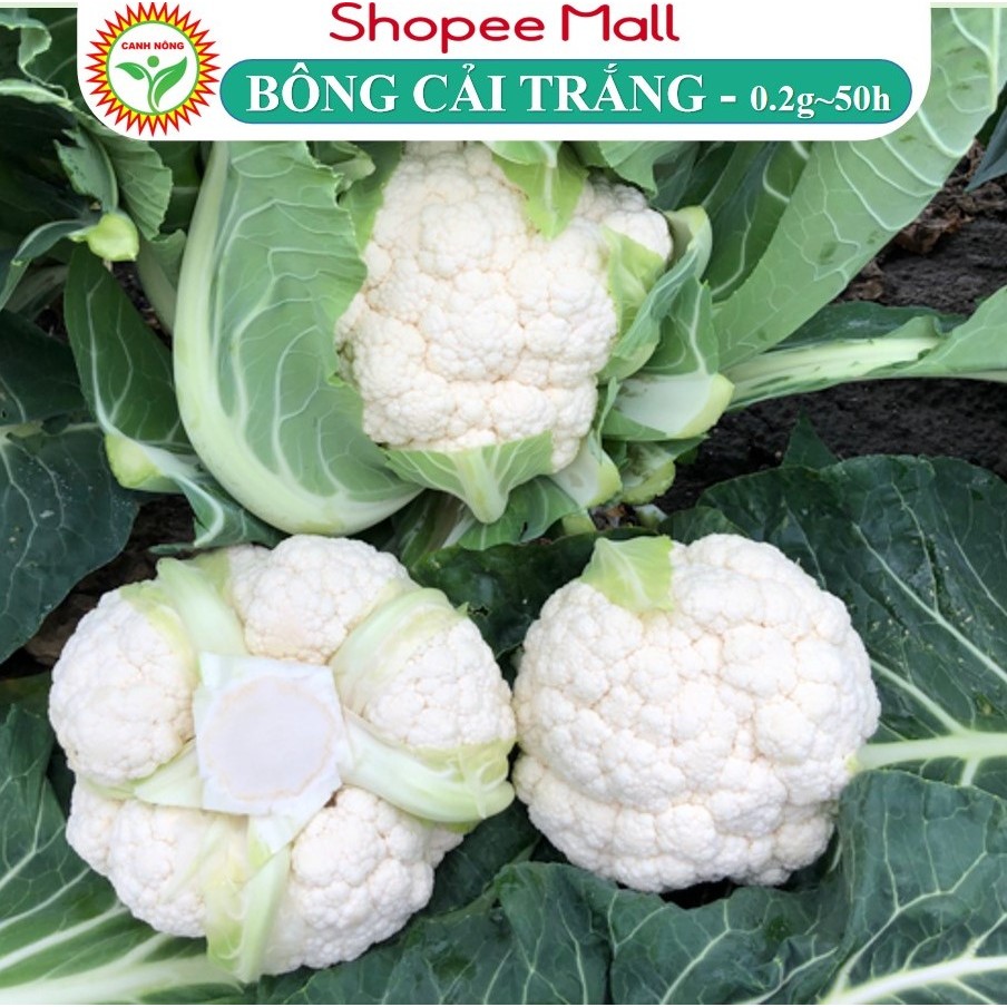 Hạt giống Bông Cải Trắng Lai F1 (Súp lơ trắng) trồng quanh năm, ít sâu bệnh - Hạt giống CANH NÔNG