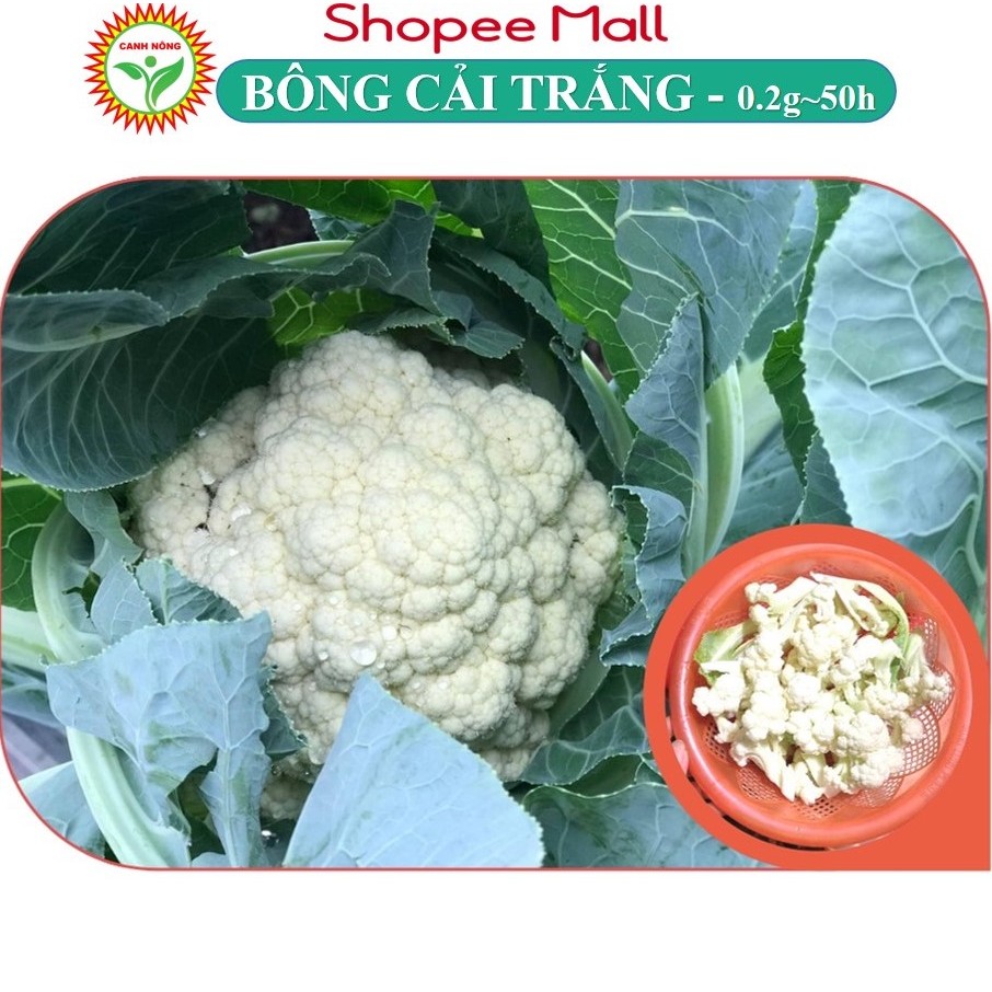 Hạt giống Bông Cải Trắng Lai F1 (Súp lơ trắng) trồng quanh năm, ít sâu bệnh - Hạt giống CANH NÔNG