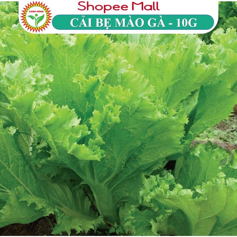 Hạt Giống Cải Bẹ Mào Gà Cao Sản 10Gr Sinh Trưởng Nhanh, Chống Chịu Tốt - Shop hạt giống CANH NÔNG