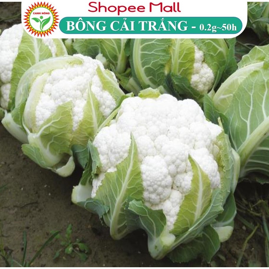 Hạt giống Bông Cải Trắng Lai F1 (Súp lơ trắng) trồng quanh năm, ít sâu bệnh - Hạt giống CANH NÔNG